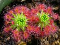 /album/fotogaleria-drosera/images-3-jpg6/